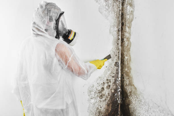 Best Basement Mold Remediation in Mcmechen, WV