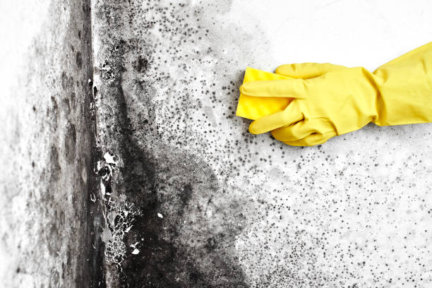 Best Insurance-Related Mold Remediation in Mcmechen, WV