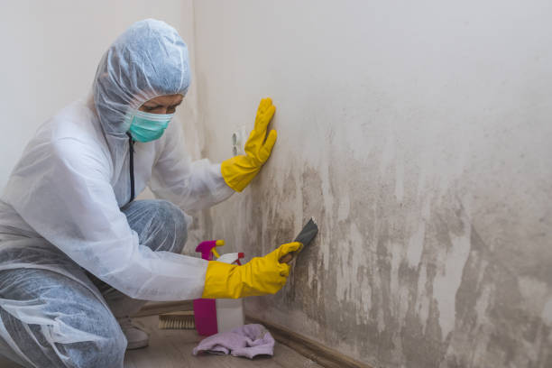 Best Bathroom Mold Remediation in Mcmechen, WV