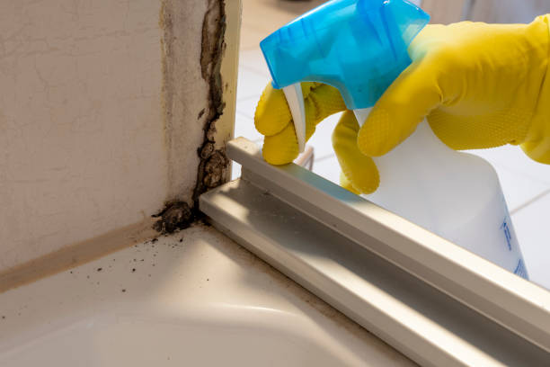 Best Industrial Mold Remediation in Mcmechen, WV