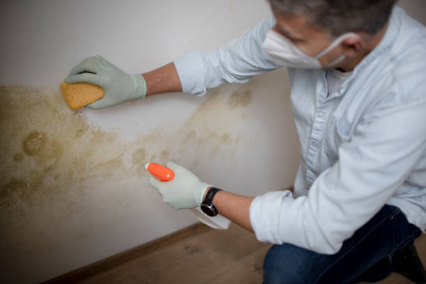 Best Kitchen Mold Remediation in Mcmechen, WV