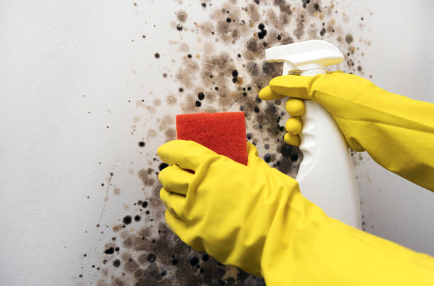 Best Post-Flood Mold Remediation in Mcmechen, WV
