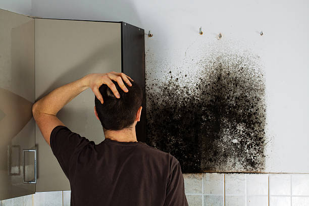 Best Basement Mold Remediation in Mcmechen, WV