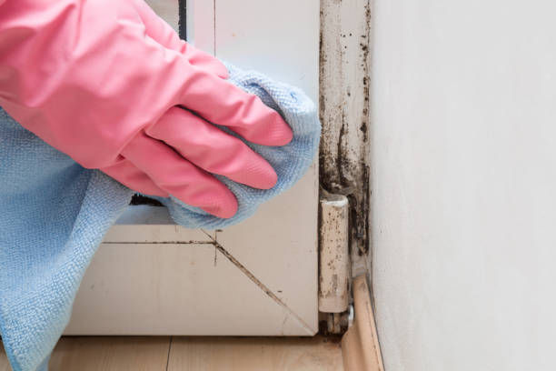 Best Bathroom Mold Remediation in Mcmechen, WV