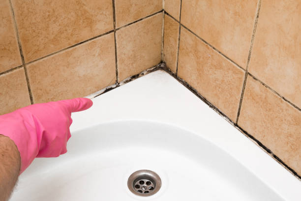 Best Residential Mold Remediation in Mcmechen, WV